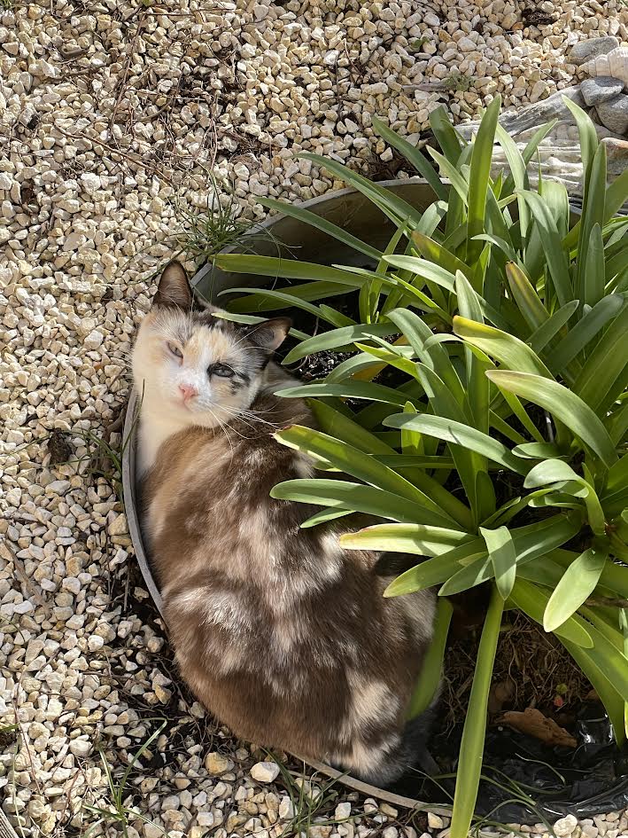 Chien en balade sur le Bassin